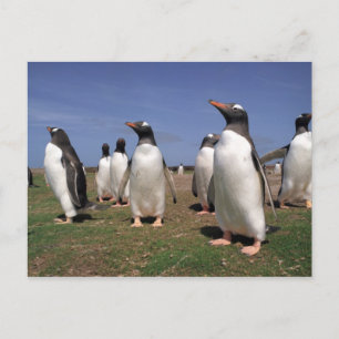 Meeting penguins postcard