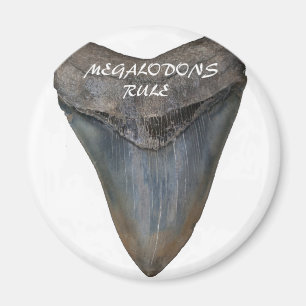 Megalodon Shark Tooth Magnet