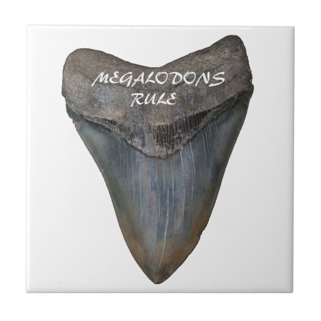 Megalodon Shark Tooth Tile (Front)