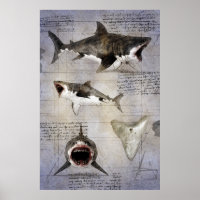 Megalodon sketch