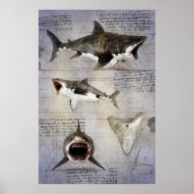 Megalodon sketch 