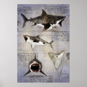 Megalodon sketch  poster