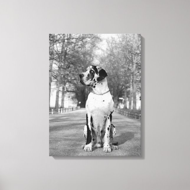 Mehrteiliges Doggenbild Canvas Print (Front)