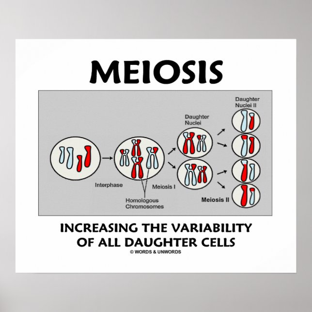 Meiosis Increasing Variability All Daughter Cells Poster (Front)