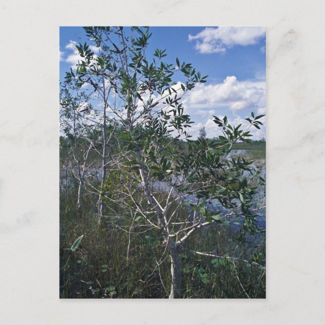 Melaleuca in swamp area postcard (Front)