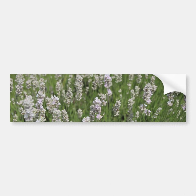 Melissa Lavender  Bumper Sticker (Front)