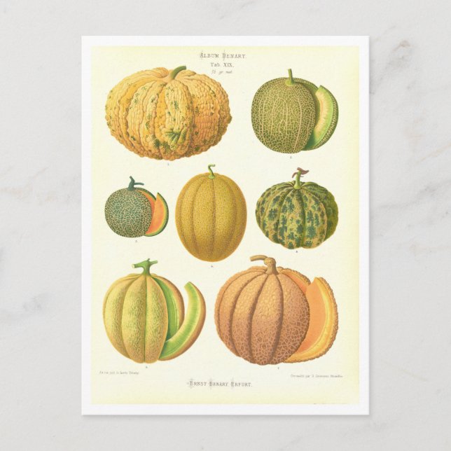 Melons Botanical Illustration from Seed Catalogue Postcard (Front)