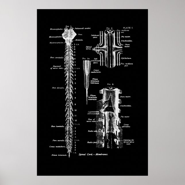 Membrane of Spinal Cord Anatomy Art Poster (Front)