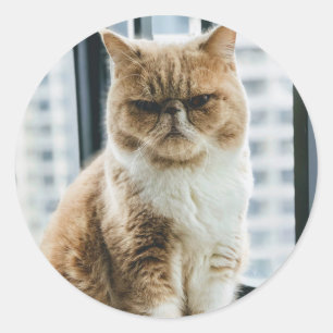 Meme Cat Classic Round Sticker