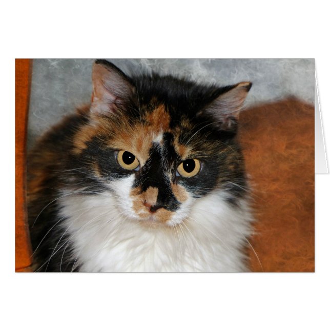 MeMeow (Front Horizontal)