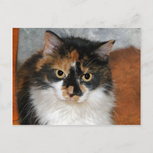 MeMeow Postcard