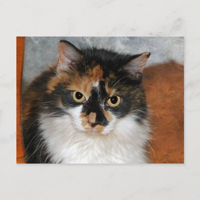 MeMeow Postcard (Front)