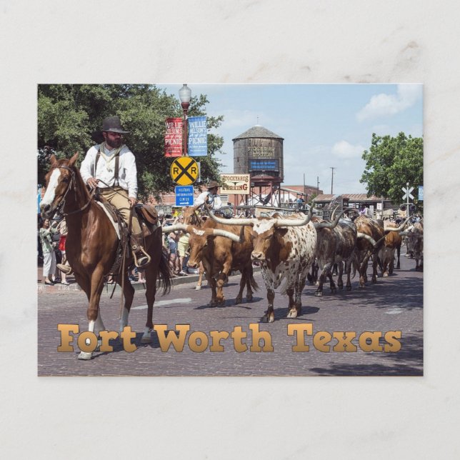 Memorable Fort Worth Texas Cattle Drive Postcard (Front)