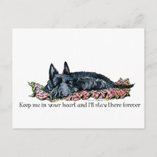 Memory of Scottish Terrier Postcard