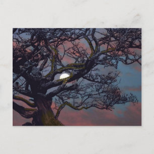 Memory of the Moon Postcard