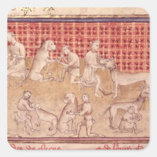 Men caring for hunting dogs square sticker