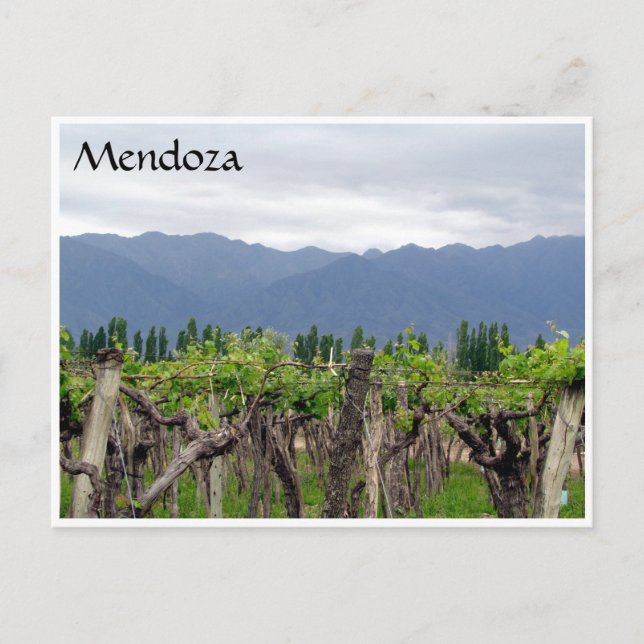 mendoza andes vines postcard (Front)