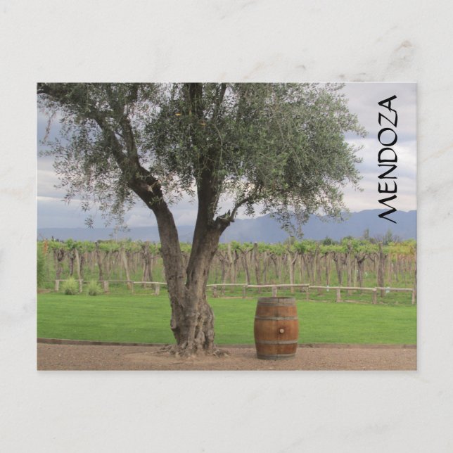 mendoza barrel tree postcard (Front)