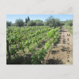 mendoza vineyard postcard