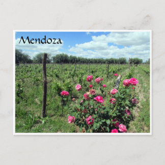 mendoza wine roses postcard