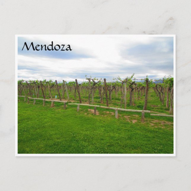 mendoza winery grapes postcard (Front)