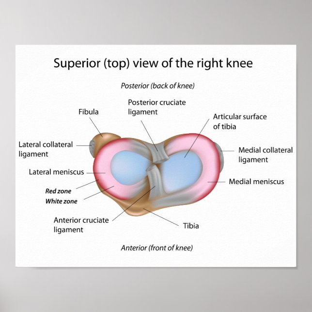 Menisci of the knee Poster (Front)