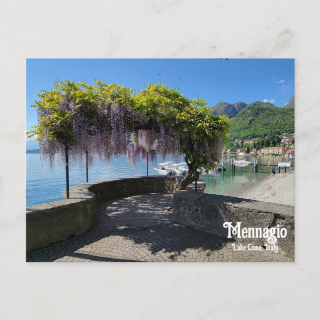 Mennagio Wisteria Postcard (Front)