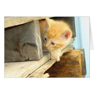Meow Cats 1