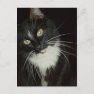 Meow Cats 16 Postcard