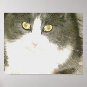 Meow Cats 18 Poster