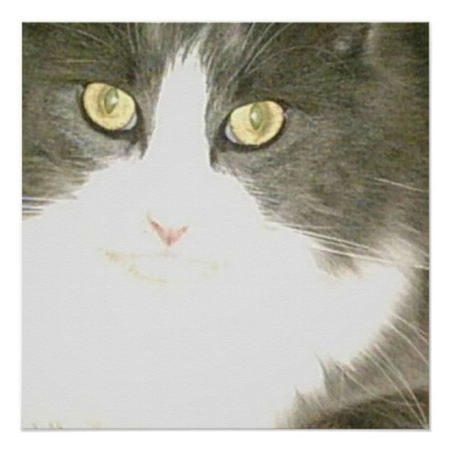 Meow Cats 18 Poster (Front)