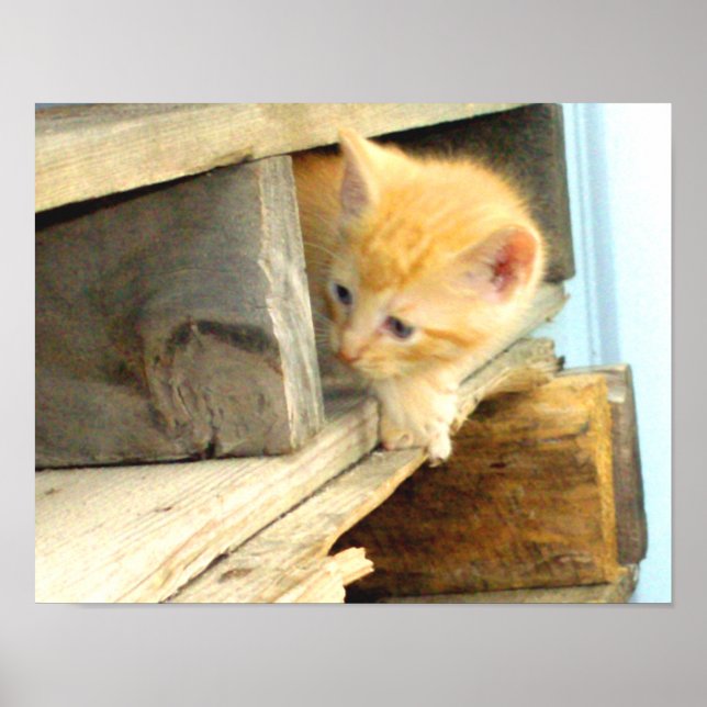 Meow Cats 1 Poster (Front)