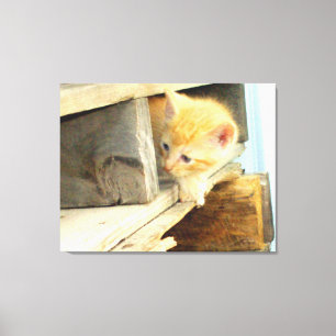 Meow Cats 1 Wrapped Canvas