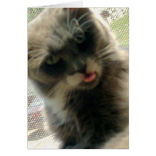 Meow Cats 2