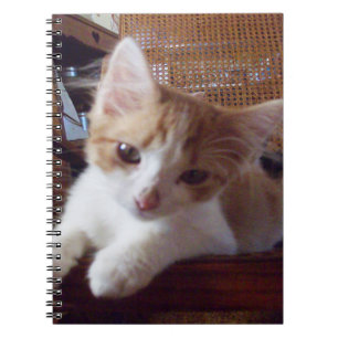 Meow Cats 22 Notebook
