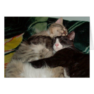 Meow Cats 3