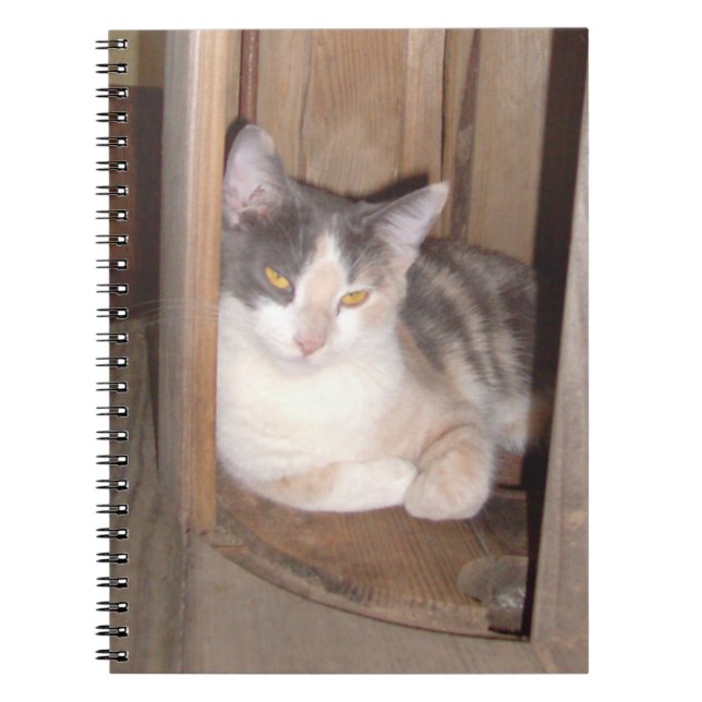 Meow Cats 33 Notebook (Front)