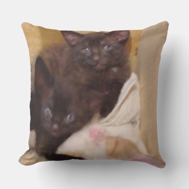 Meow Cats 38 Square Throw Pillow (Front)