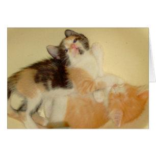 Meow Cats 5