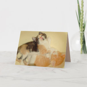 Meow Cats 5 Greeting Card