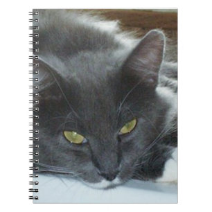 Meow Cats 8 Notebook