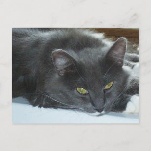 Meow Cats 8 Postcard