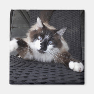 Meow! - magnet