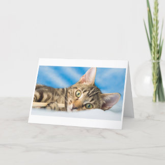 Meow Meow Cat Holiday Card