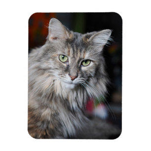 Meow Meow Cat Portrait Magnet