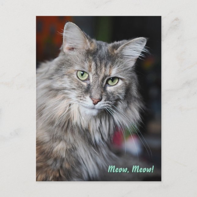 Meow Meow Cat Portrait Postcard (Front)