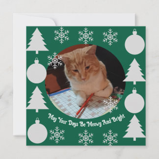 Meowy And Bright, Cat Photo, Christmas Holiday Card