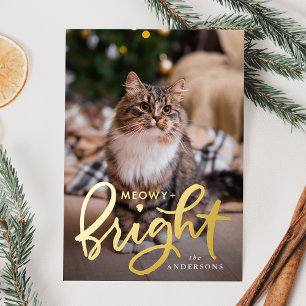 Meowy and Bright Script Cat Photo
