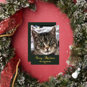 Meowy Christmas Cat Photo