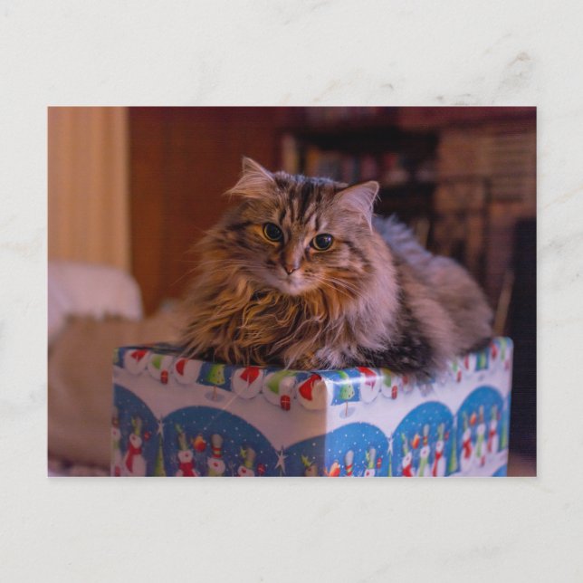 Meowy Christmas Kitty in a Gift Box Holiday Postcard (Front)